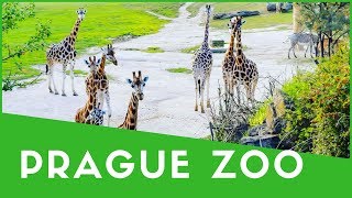 Prague Zoo Day Trip