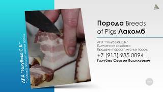 Продажа поросят Лакомб