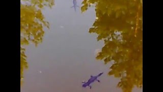 Тритоны в природе Tritons in nature.