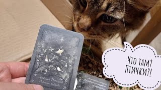Смотрим с кошкой Морошкой очень красивую книгу про сов и других птиц. Арт-бук "Птицы леса"