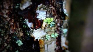 Test Canon eos 600d Kit 18-55