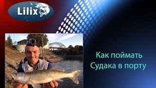 Как поймать Судака в порту (Рыбалка в Германии)