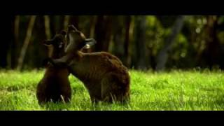 Влюбленные животные / Les animaux amoureux (2007) DVDRip