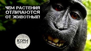 Чем растения отличаются от животных?