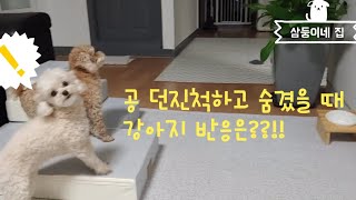 공 던지는 척 숨겼을 때 강아지 반응(일상 브이로그)