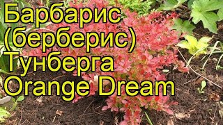 Барбарис тунберга Орэнж Дрим. Краткий обзор, описание характеристик berberis thunbergii Orange Dream