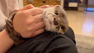 カワウソと人間が戦いになった Otter and Human Fight Without Honor