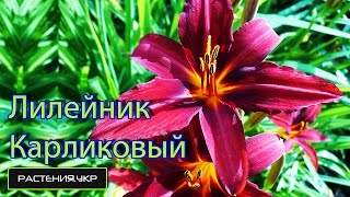 Садовые цветы / Лилейник карликовый