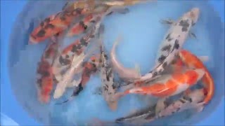 Двухлетки карпа кои.