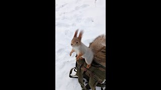 Немного пожмякал Толстую / Tolstaya squirrel