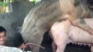 REPRODUCTIVE PIGs