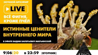 Ночной АРХЭфир в рамках рубрики "Все фигня, кроме пчёл" "Истинные ценители внутреннего мира"