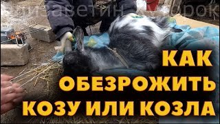 Полное видео про обезроживание коз. Dehorning goat and buck
