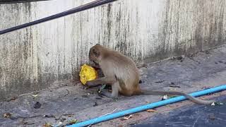 Очень злая агрессивная макака жесть атака зверя шок,very angry agressive monkey attacking me lol fun