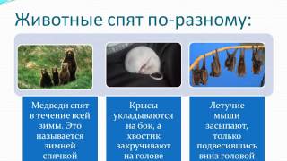 "Сон и Сновидение" научно-исследовательский проект для учеников начальной школы