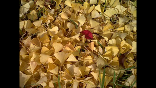 FALL COLORS IN SQUARE VIGER. Sibomana Jean Bosco, sibomanaxyz999@gmail.com