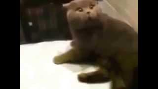 Самое смешное видео про животных коты и кошки