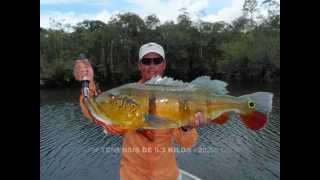 PAVONES GIGANTES DE AMAZONAS parte 1 peacock bass fishing