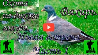 Охота на дикого голубя - вяхиря в 2016 г. Новая встреча. Часть 1.