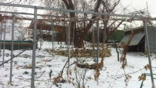 ТопСад. Малина. ? Малина зимой.