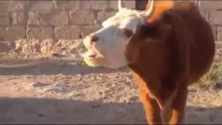 Говорящая корова прикол