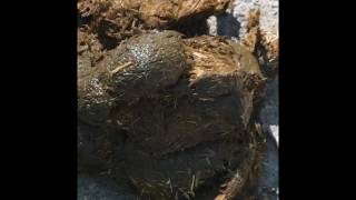 Scarry horse poo