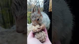 Толстая выбирает орех / Tolstaya chooses a nut