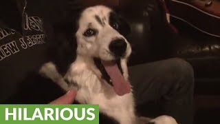 Dog gets hysterical when owner tries to steal her tongue