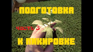 Подготовка рассады к пикировке