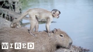 The Capybara May Be Chill, But It Still Says No to Drugs