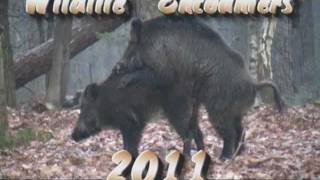 Wildlife Encounters 2011 part 1.Veluwe
