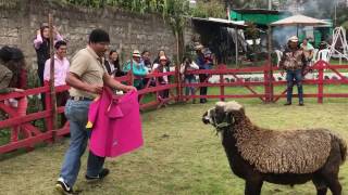 Corrida de Borregos - Familia Vilatuña