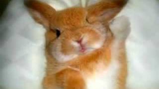 Cutest Animals on the Internet
