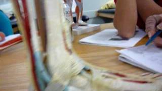 A&K--the messy foot model