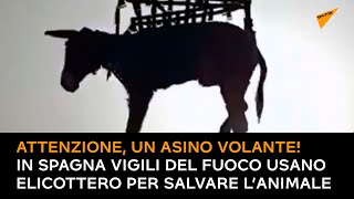 Attenzione, un asino volante! In Spagna vigili del fuoco usano elicottero per salvare l’animale