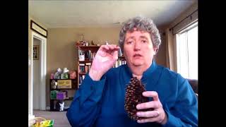 Vascular Plants