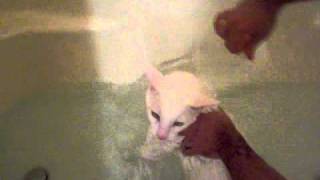 Kitty Screams Like small child getting a bath