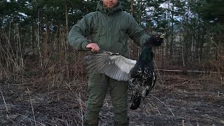 Охота на глухаря. Поиск тока. Черчение глухаря