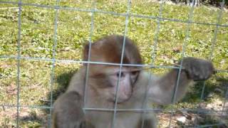 Veszprém zoo