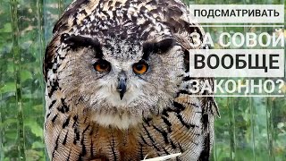 Выследила, как сова жамкает перо. Выслушала много неприличного. Но нельзя не подглядывать!