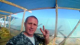 Нам подарили голубей.