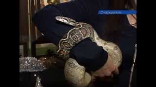 Четыре змеи в одной квартире