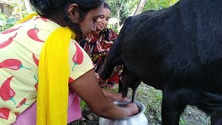 Live Goat Milking // How To Get Pure Goat Milk From Goat