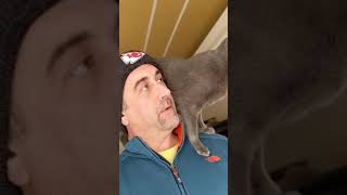 Oliver - Russian Blue - Shoulder Ride