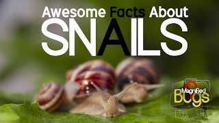 Amazing Facts About Snails - Magnified bug's