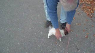 Pappillon and chihuahua puppy