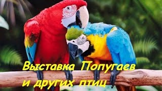 Выставка Попугаев и Других Птиц.Papagei, Vögel,-3