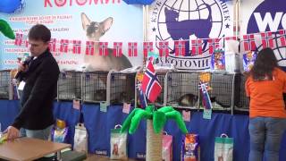 Шоу норвежских лесных кошек, 2.02.2014, Новосибирск, часть 2