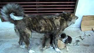 AKITA INU JAPONES CACHORROS