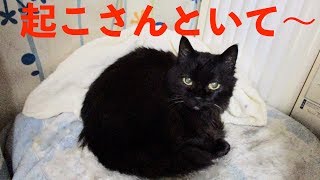 黒猫・美美（18歳）の　寝起きドッキリ→変な紙袋遊び　Unnn ... Black cat making a weird noise & Playing with a paper bag